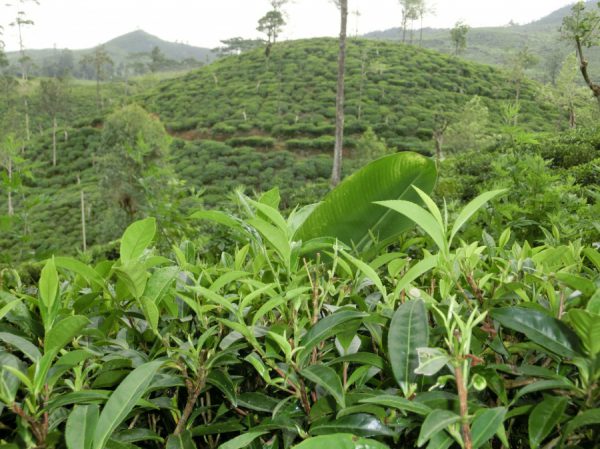 Dimbula
