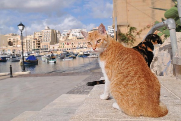 猫の天国マルタ島